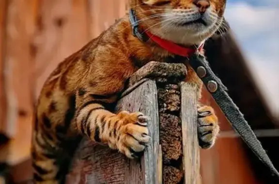 Пропала кошка, 1-я Окружная ул., 3, Клин