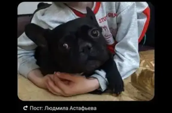 Собаки потеряшки, Белгородская область, фото: Потеряшка собака, Белгородская обл.