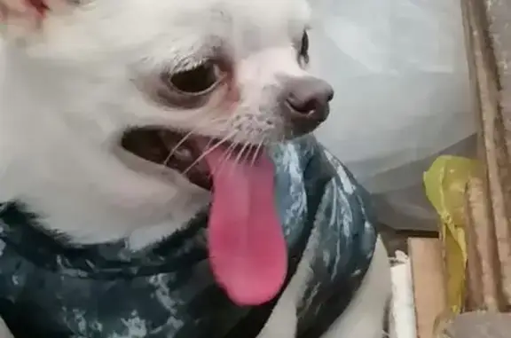 Найдена собака на ул. Ногина, Астрахань