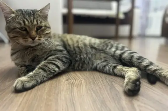 Кошки потеряшки, Оренбург, фото: Потеряшка кошка, Минская ул. 45, Оренбург