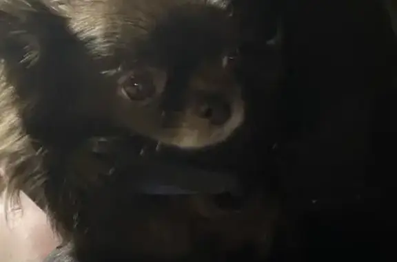 Пропала собака, ул. Костюшко, 9, СПб