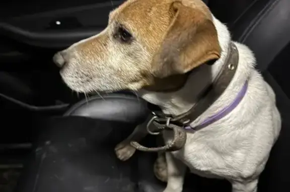 Найдена собака, Наро-Фоминск, фото: Собака найдена: Московская ул., Наро-Фоминск