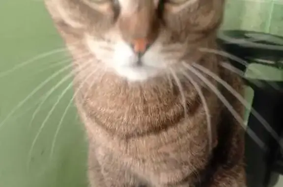 Пропала кошка, ул. Крупской 1, Красноярск