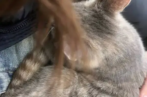 Найдена кошка, Темрюк, фото: Кошка найдена: ул. Ленина, 83, Темрюк