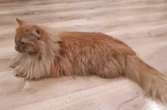 Пропала кошка, Вишнёвая ул. 35, Йошкар-Ола