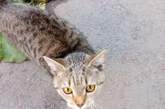 Найдена кошка, пр. Карла Маркса 138/1