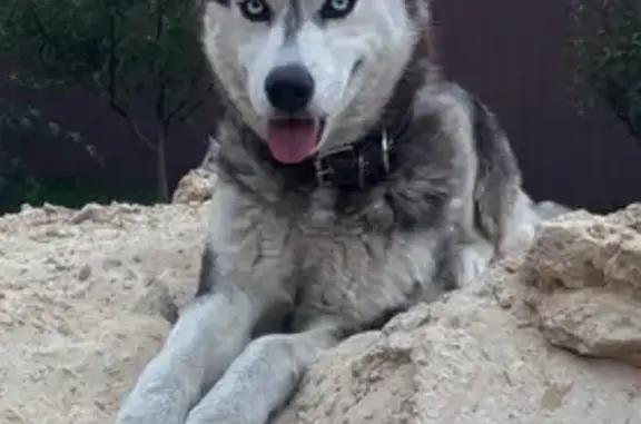 Пропала собака, Дачный пер., Стрелецкое