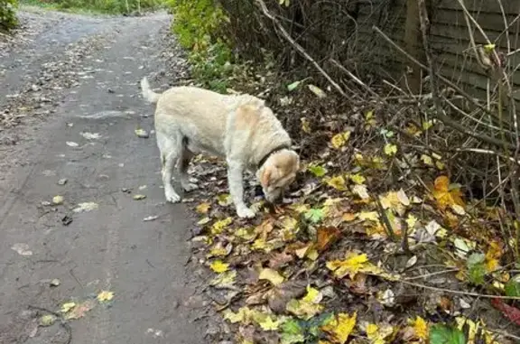 Найдена собака, Рощино, фото: Лабрадор найден: ул. Верхнее Рощино