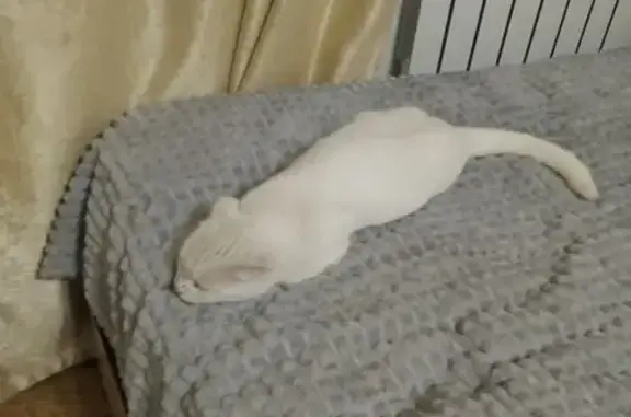 Белая кошка найдена, Алексеевская 22, Волгоград