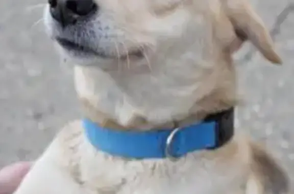 Собаки потеряшки, , фото: Потеряшка собака, Центральная ул. 8, Агой