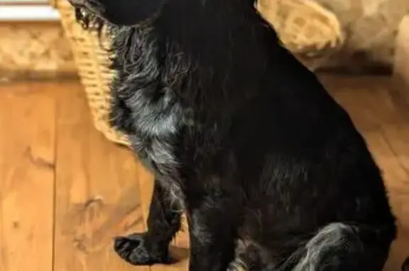 Найдена собака, , фото: Спаниель найден в лесу у Захарово, МО