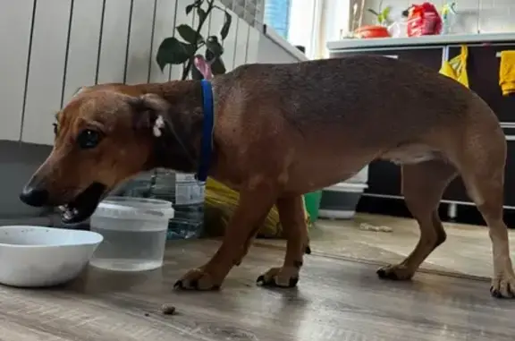 Собака найдена: ул. Карбышева, 76, Волжский