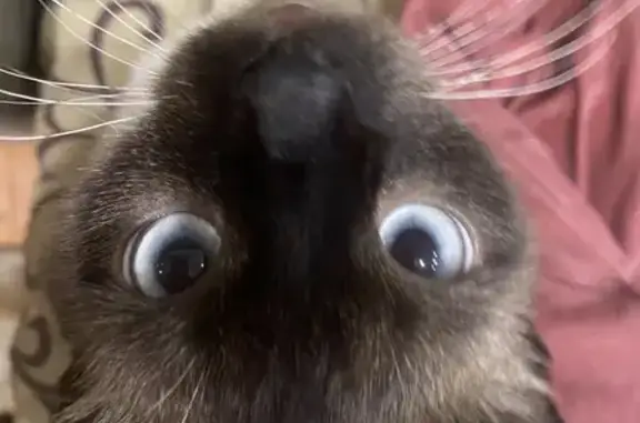 Пропала кошка, пр-т Труда, 20, Воронеж