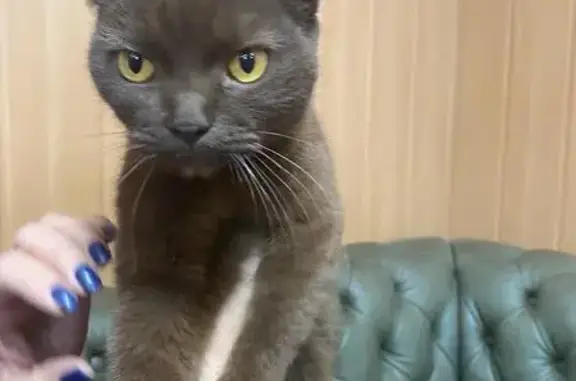 Кошка найдена: Липецк, Липецкая обл.