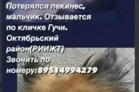 Пропала собака, пер. Айвазовского, Ростов-на-Дону