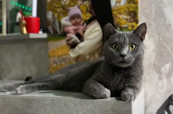 Кошки потеряшки, Волгоград, фото: Потеряшка кошка Дыма, Ополченская, Волгоград