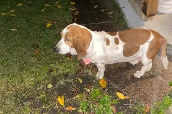 Найдена собака, Ессентуки, фото: Найдена собака, Ессентуки, ул. 60 лет Победы