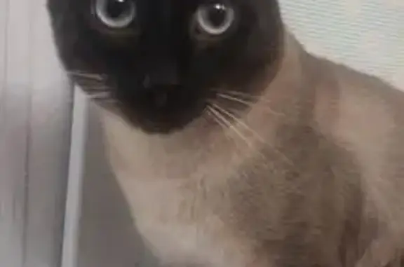 Пропала сиамская кошка, ул. Курыжова