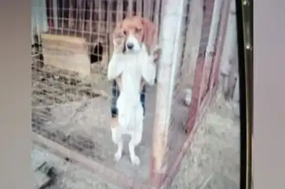 Собака пропала: ул. Пушечная 11, Москва