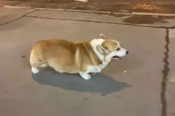 Найден рыжий корги, ул. Барклая 10, Москва