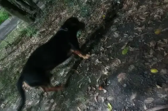 Такса найдена: ул. Айвазовского, 106