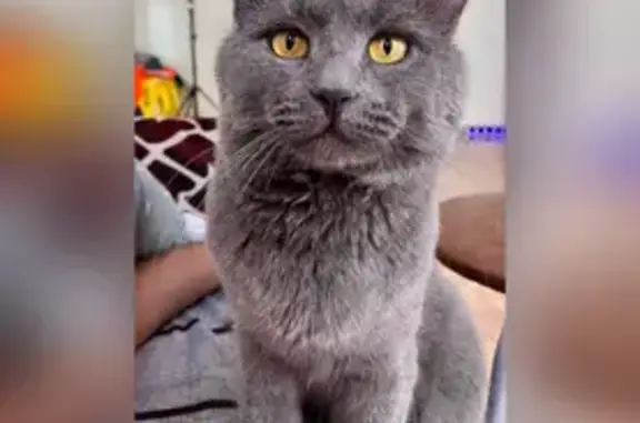 Пропала кошка, Киевская 10А, Саратов