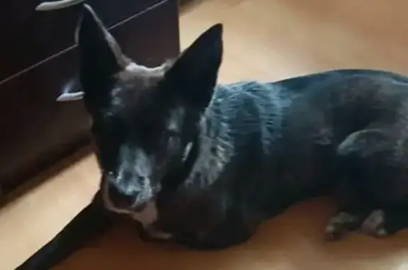 Пропала собака Мага, Озёрная 1А