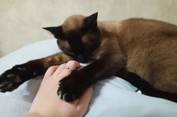 Пропала сиамская кошка, Юбилейный, 8