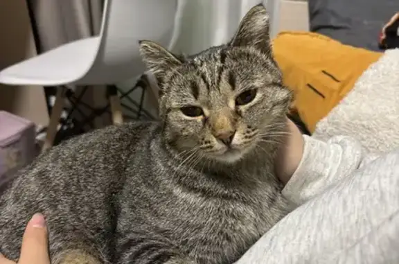 Объявления о пропавших и найденных животных, Тобольск, фото: Кошка найдена на пр. Менделеева, Тобольск