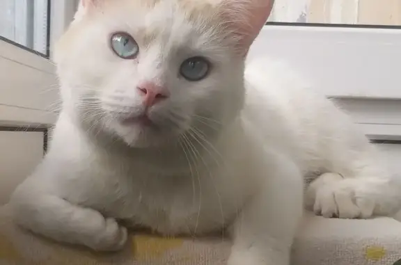 Кошки потеряшки, Калининград, фото: Потеряшка кот Арсик, ул. Фрунзе, 72, Калининград