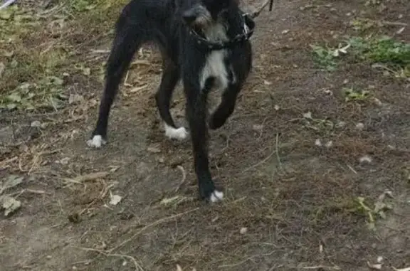 Пропала собака, ул. Скачилова, Коржевка