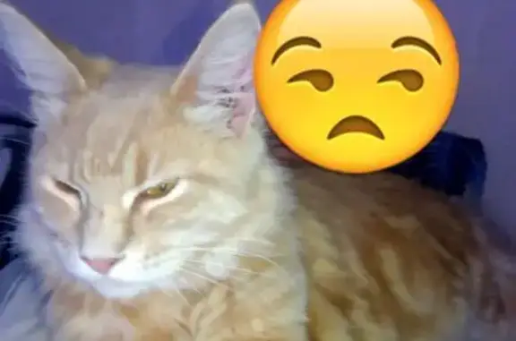 Пропала кошка мэйкун, Липецк, Липецкая обл.