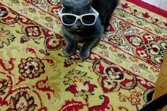 Кошки потеряшки, Торжок, фото: Потеряшка кошка, ул. Шевченко, 36, Торжок