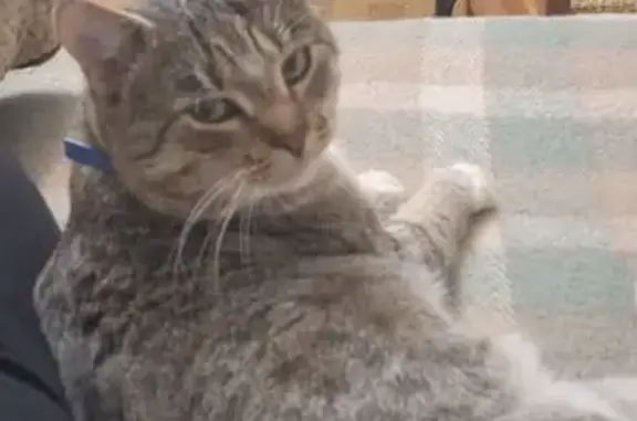 Пропала кошка, Первомайская, Могилёв