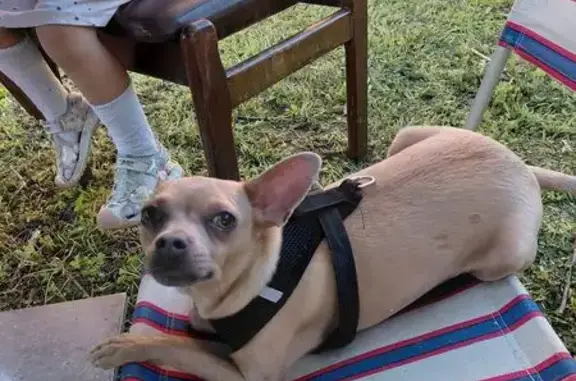 Собаки потеряшки, , фото: Потеряшка той терьер, Индустриальная 14