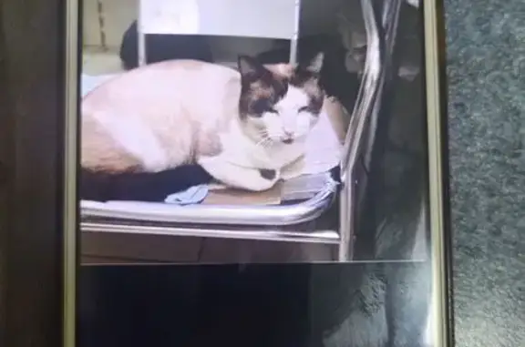 Объявления о пропавших и найденных животных, Тобольск, фото: Пропала кошка, пр. Менделеева, Тобольск