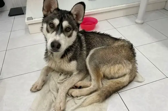 Найдена собака, , фото: Хаски найден: 35А-002;М-18, Добровское