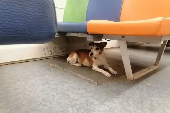 Собака найдена: Брянский Пост, 10, Москва