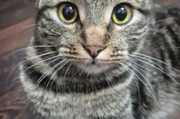 Кошки потеряшки, Ставрополь, фото: Потеряшка кошка, Ставрополь, Кулибина 6