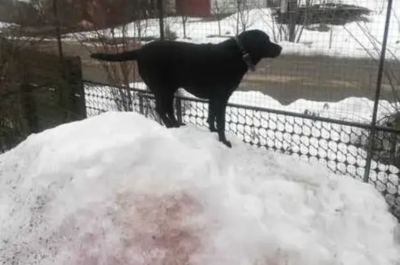 Пропала собака на Пайтерова, 25, Рославль