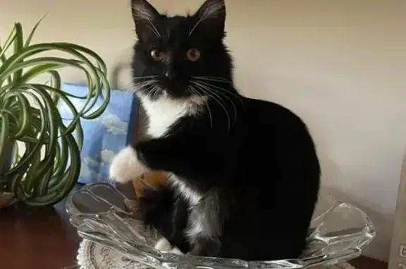 Кошки потеряшки, Москва, фото: Потеряшка кошка, Профсоюзная 88/20, Москва