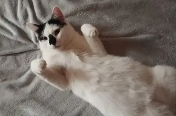 Пропала кошка, Октябрьская ул. 62, Москва