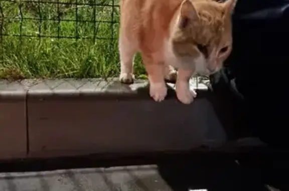 Найдена кошка, Заозерье, фото: Найдена кошка, Заозерье, Центральная 12