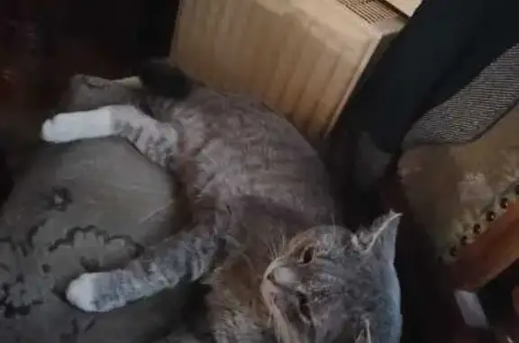 Пропала кошка, Вялковская 31А, Быково