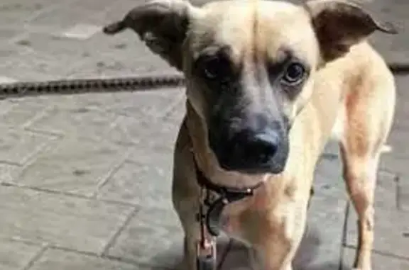 Найдена собака, Белгород, фото: Найдена собака, ул. Некрасова, 31, Белгород