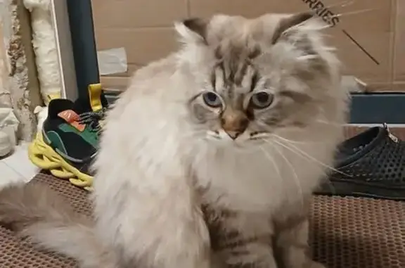 Кошки потеряшки, Москва, фото: Потеряшка кошка, Реутовская 10А, Москва