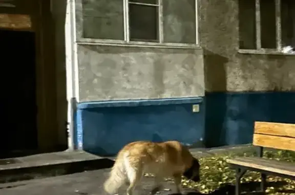 Собака найдена у Эльгера 10, Чебоксары