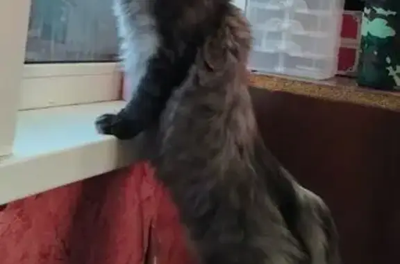 Кошки потеряшки, Ачинск, фото: Потеряшка кошка, Горная ул., Ачинск