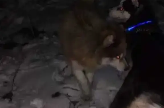 Пропал рыжий хаски, Омск, 3-й Амурский проезд