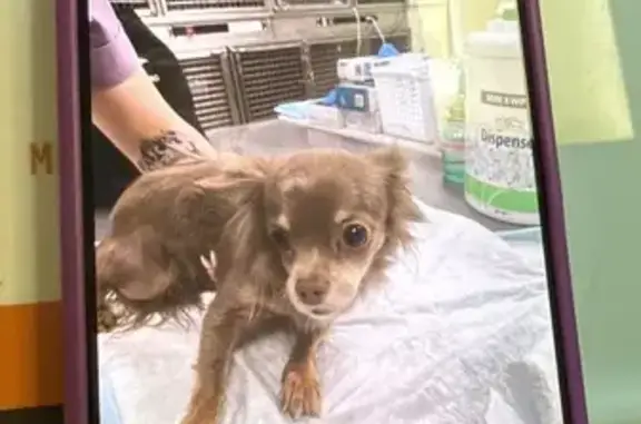 Найдена собака, Домодедово, фото: Собака найдена: Лунная ул., 17к2, Домодедово